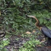 127 LOANGO Inyoungou Oiseau Anhinga Afrique Anhinga rufa avec Poisson dans le Bec 12E5K2IMG_79189wtmk.jpg